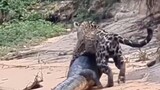 Leopard vs Crocodile 🐊
