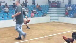 4 cock deby sta. Rosa