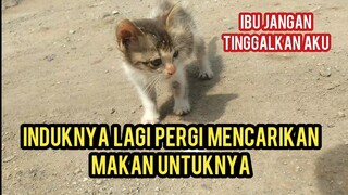 anak kucing Jalanan ini kelaparan Mencari Dan menunggu induknya Yang Pergi mencarikan makanan..!