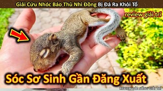 Hảo Hán Review Giải Cứu Sóc Sơ Sinh Gần Đăng Xuất Vì Bị Đá Ra Khỏi Tổ || Review Giải Trí Đời Sống