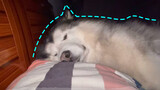 Cute Dog | Sleep With Its Master