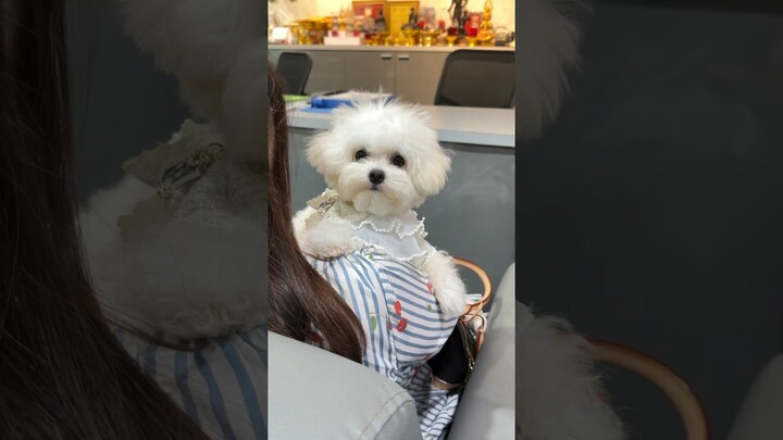 พาน้องอูยู มาฉีดวัคซีน💉               #shorts #bichonfrise #minibichon #บิชอง #wiwawawowtv