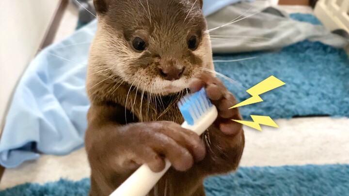 [Satwa] [Liar] Berang-berang pertama kali melihat sikat gigi elektrik