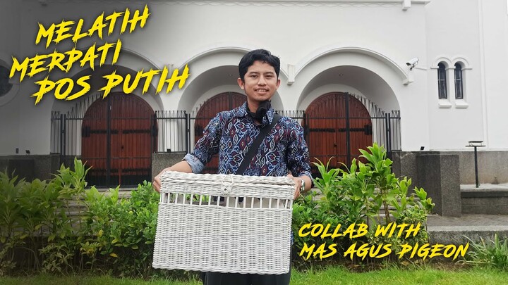 MELATIH MERPATI POS PUTIH - TIPIS TIPIS AJA LURR ...