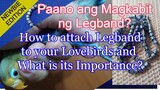 Paano ang magkabit ng Legband at ano kahalagahan nito?| How to attached Legband and its Importance?