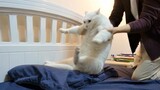 Mèo: Tôi muốn ở bên cạnh cái giường, đừng chia rẽ chúng tôi!