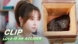 Li Chuyue Won a Meteorite in the Lottery  | Love is an Accident EP01 | 花溪记 | iQIYI