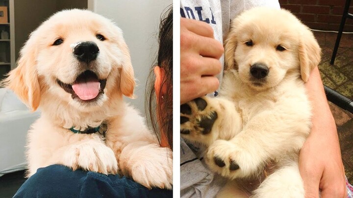 😍 Cute Golden Puppies Make Your Heart Warm 🐶 | Cute Puppies