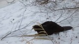 Will a beaver be crushed to death by a tree it gnaws down?