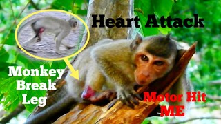 Heart Attack!!,MONKEY BREAK LEG BY Motor HIT,PITYFUL MOTOR HIT MONKEY SO HURT,MONKEY DROP TEAR DOWN