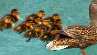 Bebek kecil terjebak di kolam renang, lihat apa yang dilakukan induk bebek!