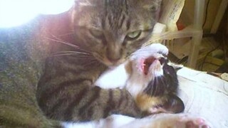 Funniest Cats 😹 - อย่าพยายามกลั้นเสียงหัวเราะ 😂 - Funny Cats Life