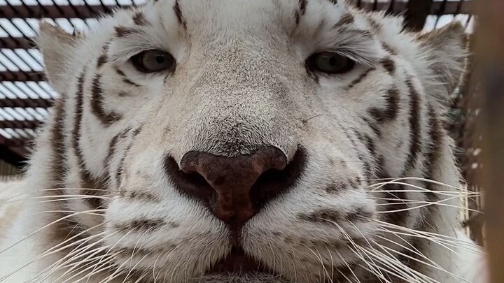 Raja Harimau: Manusia Bodoh