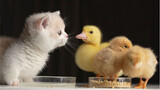 Kitten fighting for food with chicken and ducks!