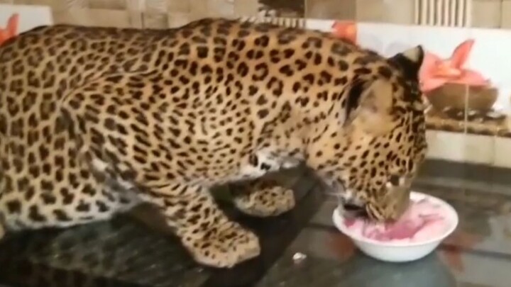 [Animals]Leopard Caesar likes to eat beef &1 bowl is not enough