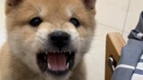 The Shiba Inu's barking has changed since he was a child, and his ferocious demeanor has turned into