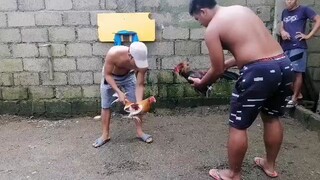 LAST FIGHT ni white choco 😭🐓 Pero ipinanalo nya parin ang laban kahit sa huling patak ng dugo nya.