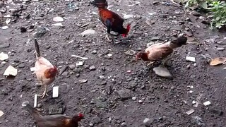 Free Range Flock Mating, Using Laki Ulo Line BroodCock