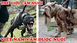 7 Giống Chó TÀN NHẪN Bị CẤM NUÔI Trên Thế Giới Nhưng Việt Nam Vẫn Còn Nuôi