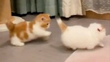 [สัตว์]คอลเลกชันแมว