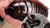 [Animals]The largest and heaviest cockroach-Macropanesthia rhinoceros