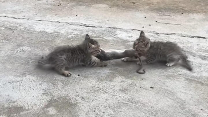 猫：通知家鼠吧！