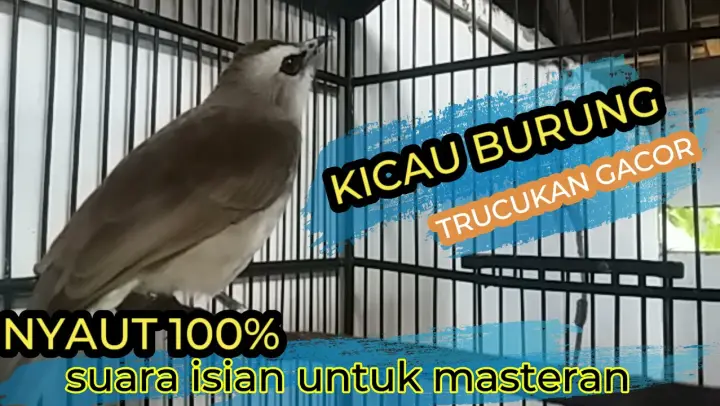 CARA MERAWAT BURUNG TRUCUK AGAR CEPAT GACOR DAN NGEROPEL - Bstation
