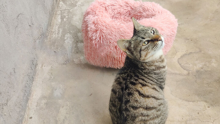 [Cat] A pink fluffy mat for my girly cat