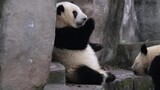 Panda Channel | Heye Picked Up The Apple Dropped By Hehua