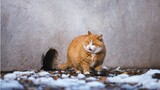 Orange cat in the Forbidden City - Papa