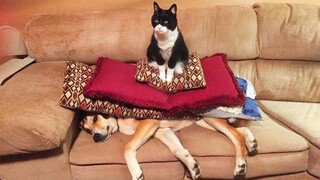 Angry - Funny Dogs & Cats - I Bet Those Pets Will Put You in a Good Mood 100% 😍