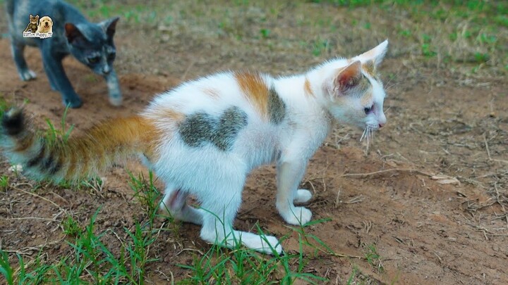 Short tail kitten take a second to catch butterfly while everyone doesn't care about it