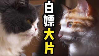 【夺宝奇喵1】童年经典翻拍了，演员竟然全是猫