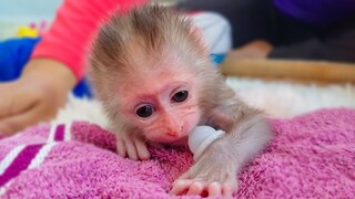 Adorable Luca wants always bite something, Mom uses a pacifier for tiny handsome boy Luca to plays,