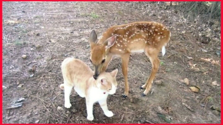 Baby Deer & Kitten Become Friends.