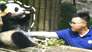 Panda Nong Nong: Daddy, who said you could touch my fluffy belly? Remove your paws at once!