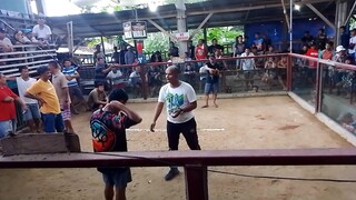 champion mga idol 3wins (last fight)