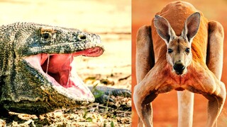 Monster Lizard Hunts Kangaroo.