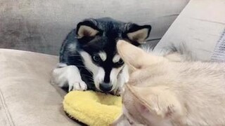 who won the argument? tiktokpoll 4u strangepets funnyvideos dogs