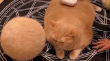 Peeling a cat in 2 minutes (immersive version)