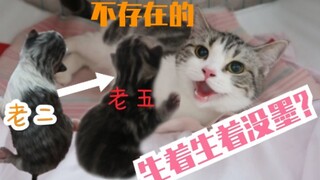 两小时生五只猫，结果越生越黑？