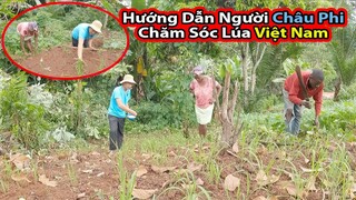 Tập 214: Cây Lúa Việt Nam phát trển ở Châu Phi như thế nào?||2Q vlogs cuộc sống Châu Phi