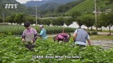 GBRB : Reap  what you sow Ep.8 Eng Sub
