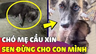 Thấy con mình sắp bị 'ĐEM TẶNG' người khác, chó mẹ ra sức 'NĂN NỈ' bảo vệ con mình 😢 Gâu Đần