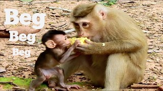 Beg Beg Baby Monkey Beg Her Mom Request Coins, Pity Baby Monkey Hungry Need Extra Food