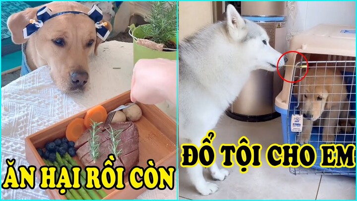 Gian Trá cộng láo cá nhất là husky Ngáo, chó mèo hài sặc nước