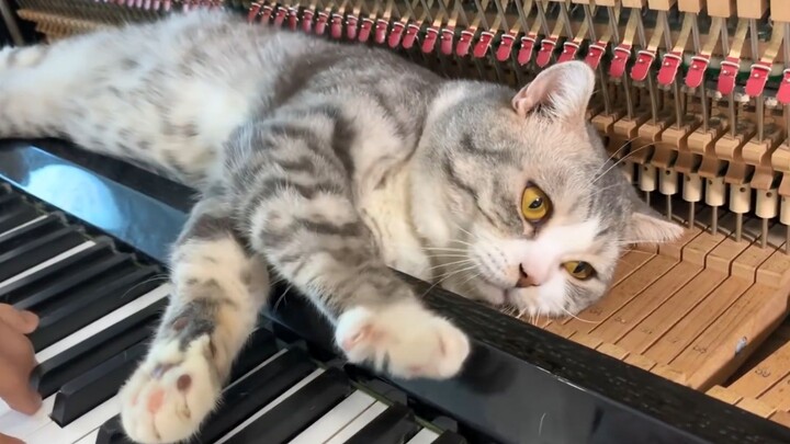 The cat fainted from the piano music played by the shit shovel officer! Haburu's first piano massage