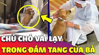 Đang làm 'ĐÁM TANG' cho Bà, chú Chó bất ngờ tiến đến trước BÀN THỜ rồi 'CHẮP TAY VÁI LẠY' 😥 Gâu Đần