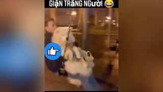 Nô tì vô lễ 😒 pet petlover PetsOfTikTok thúcưng chó chócute ngáo chó_cưng dog chómèohàihước puppylove puppylife puppy puppies xuhuong trending xh fyp corgi husky samoyed hài hàihước