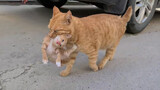 Induk kucing ini membawa bayinya untuk ditukar dengan sosis.